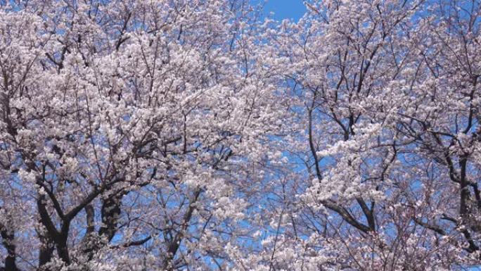 樱花的风景樱花的季节蓝天白云