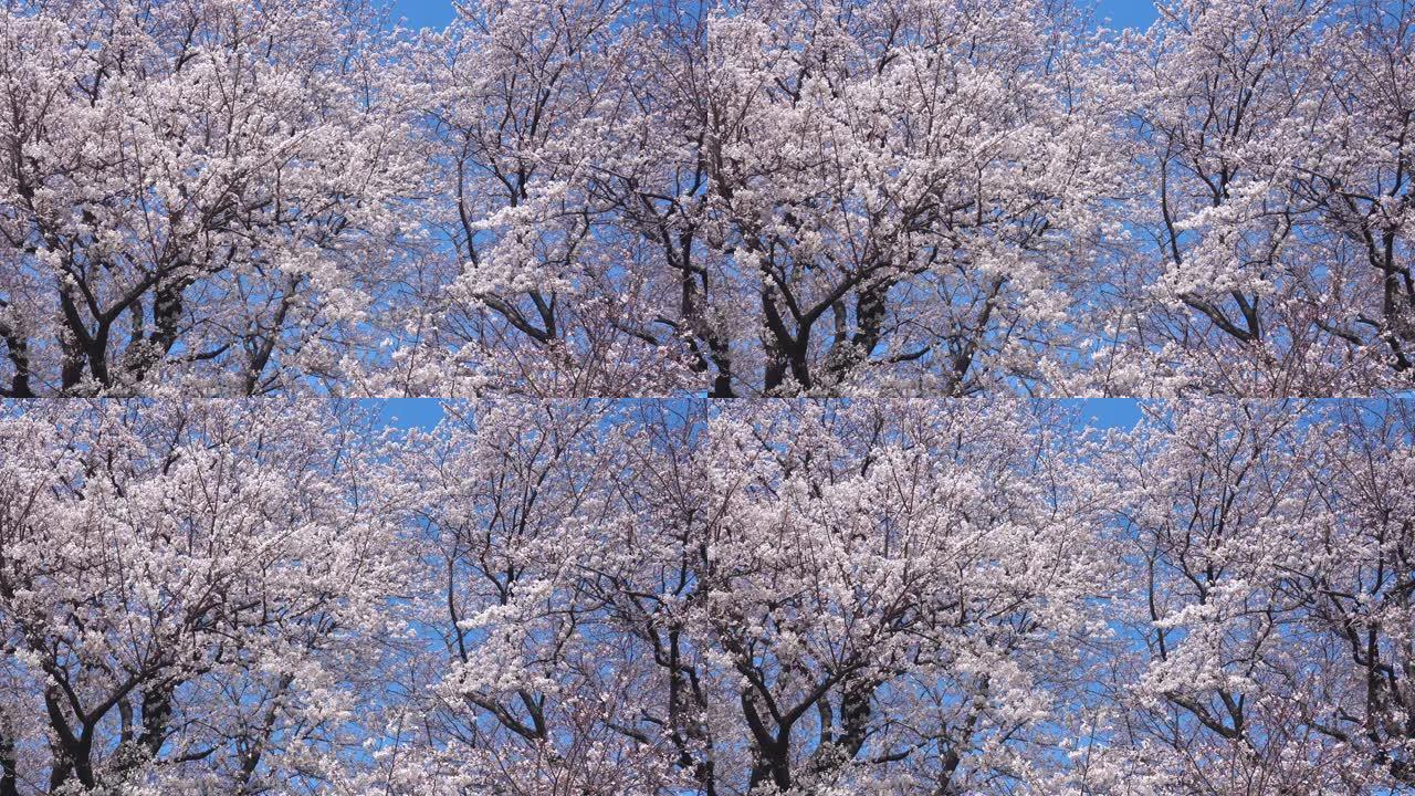 樱花的风景樱花的季节蓝天白云