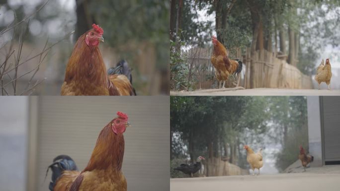 公鸡的各种状态打鸣斗鸡农村早晨土狗