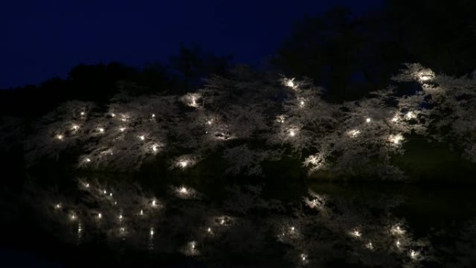点亮晚上去看樱花的灯