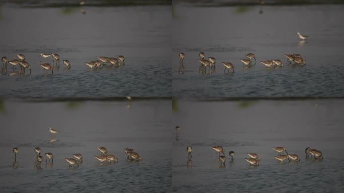 海鸟: 亚洲dowitcher (Limnodromus semipalmatus) 的羊群