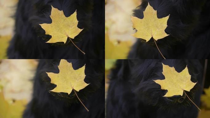 在模糊的黄色树叶背景上，一只巨大的雪纳瑞狗的脸的前视图。关闭一只狗的鼻子，上面落下一片金色的叶子。慢