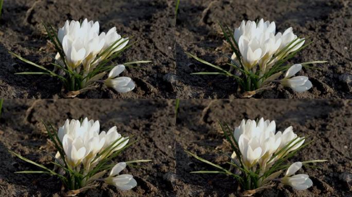 在阳光明媚的春天，白色番红花的特写镜头。城市公园里，春天的小花在风中摇摆。从顶部看。4 k.25 f