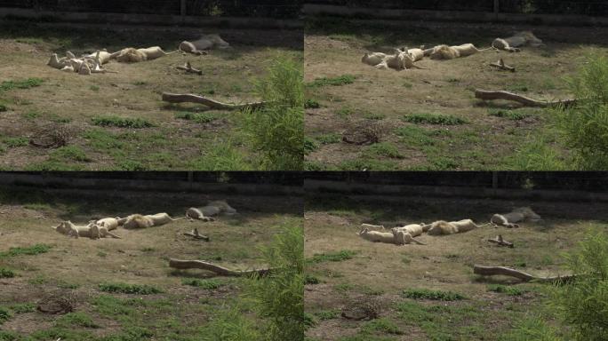 白狮幼崽与母狮玩耍。狮子在睡觉。露天的非洲动物园里的狮子。动物是出于意志。一种濒临灭绝的动物物种。