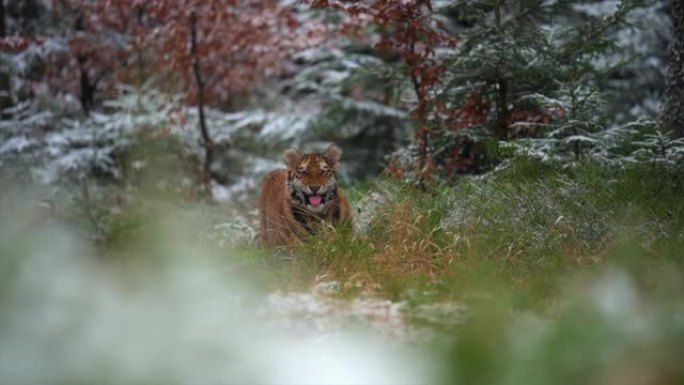 冬季森林中的西伯利亚虎 (Panthera tigris altaica) 的雌性。捕捉气味。野外的
