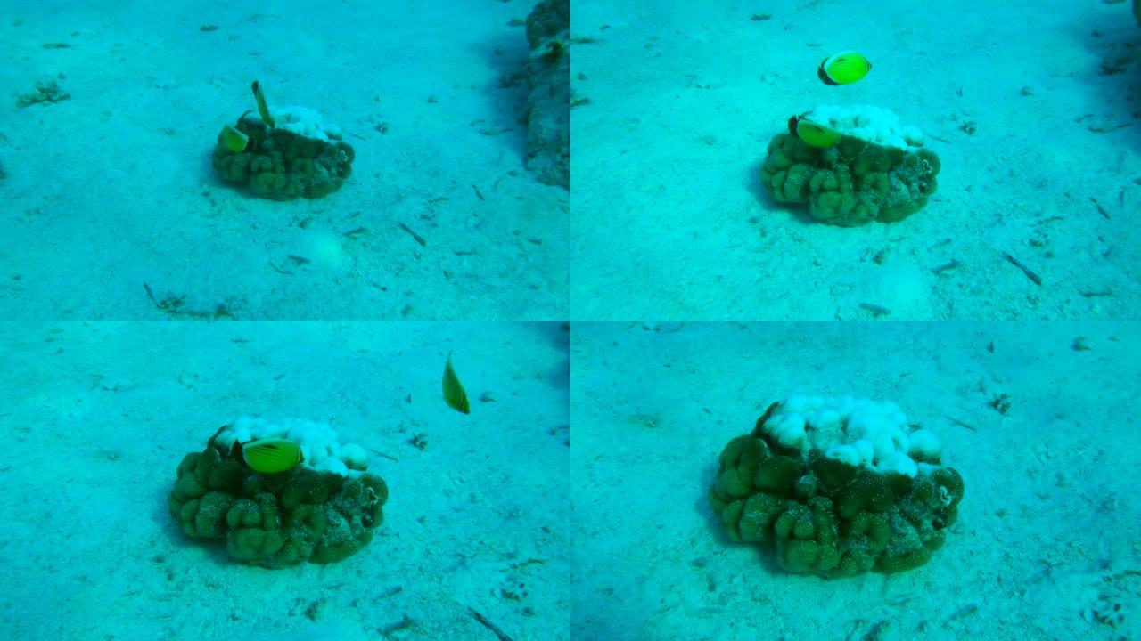由于气候变化和全球变暖，海水过度加热导致珊瑚漂白和死亡。珊瑚漂白vear游泳黑尾蝴蝶鱼 (Chaet