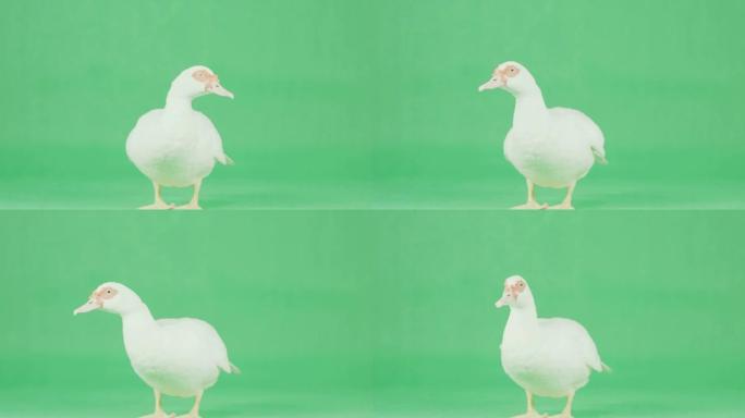 绿色屏幕上的4k白番鸭