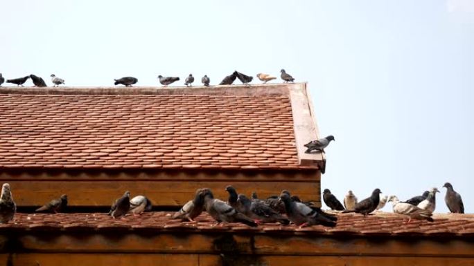 鸽子-屋顶上的鸟
