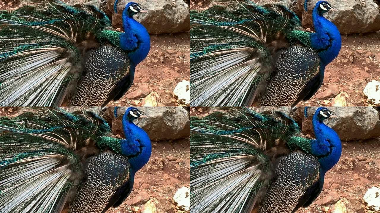 雄性孔雀，有很长的尾羽，有眼状标记