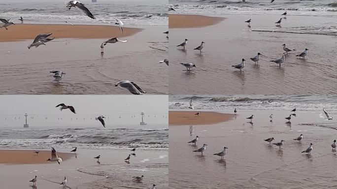 海鸥飞舞在岸边
