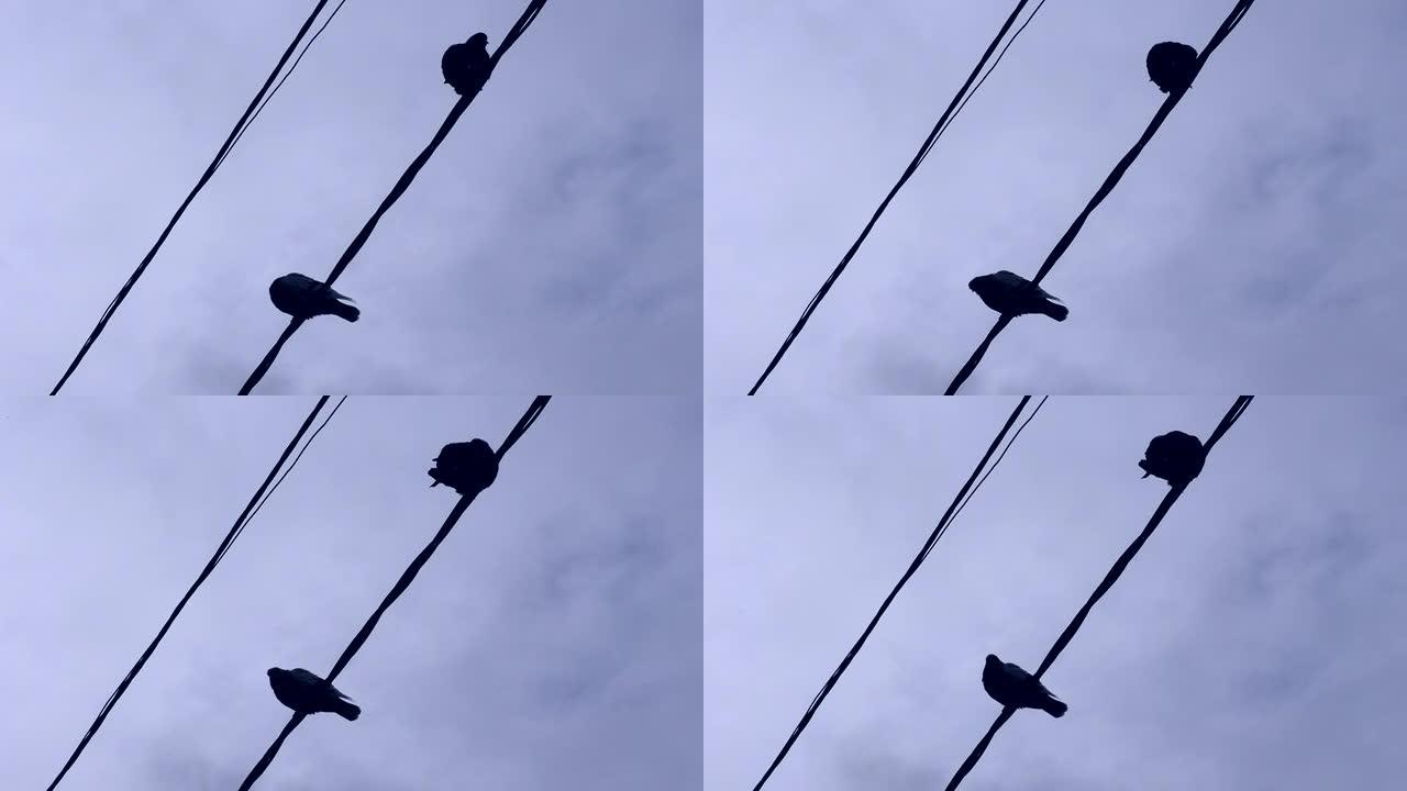鸟儿坐在电线上。