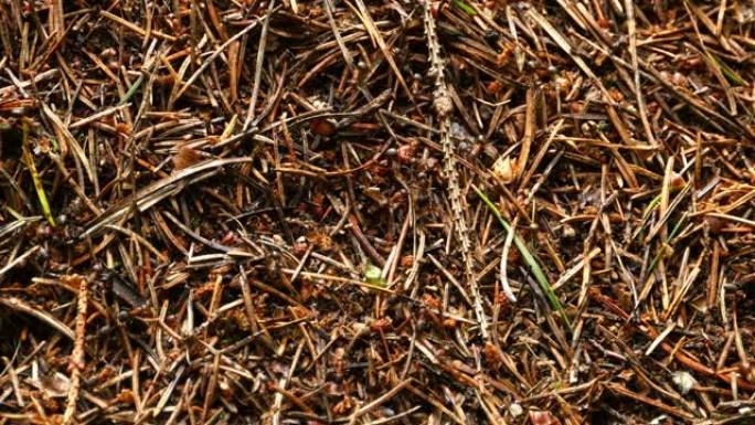 红蚂蚁在蚁丘周围奔跑