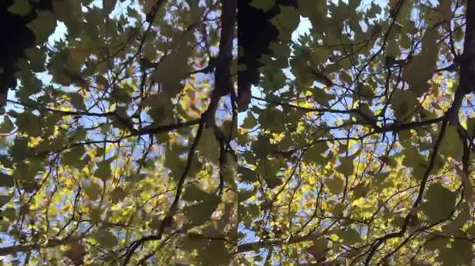 仰拍视觉叶子斑驳的光影延时摄影