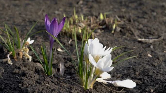 春天花坛上的城市公园里，白色和紫色的花朵随风摇摆。特写番红花。从地面看。4 k.25 fps。