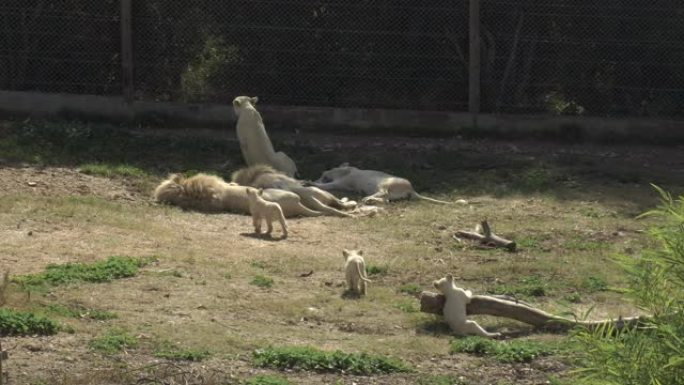 白狮幼崽跟随母狮到其他狮子。露天的非洲动物园里的狮子。动物是出于意志。一种濒临灭绝的动物物种。