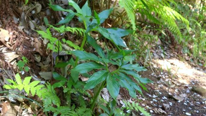 野野野马浦岛植物