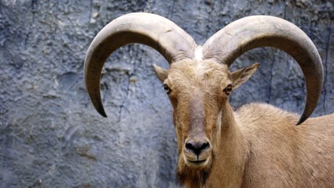 巴巴里羊 (Ammotragus lervia) 站在落基山脉上