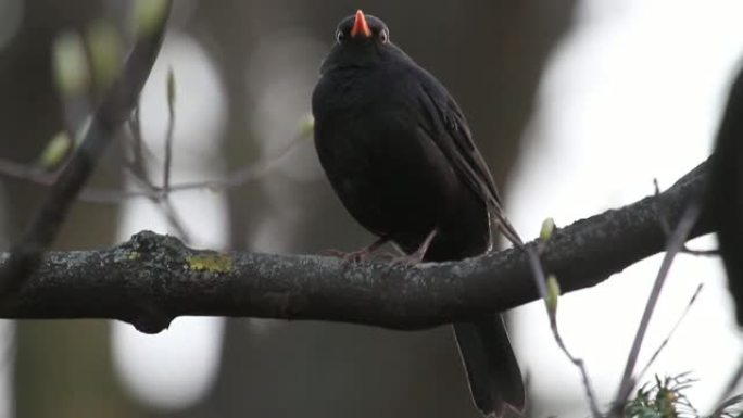 黄昏中的黑鸟坐在树枝上