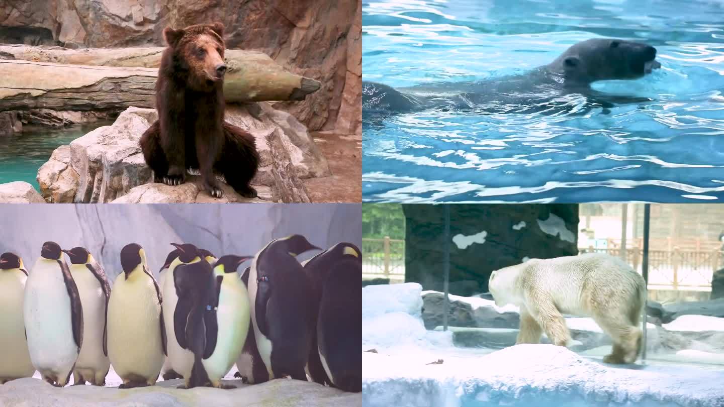 一头白鲸在水中游泳 一只熊站在岩石上 动物园里的一群企鹅