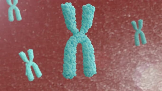 染色体的3d动画。X染色体在细胞中的运动。