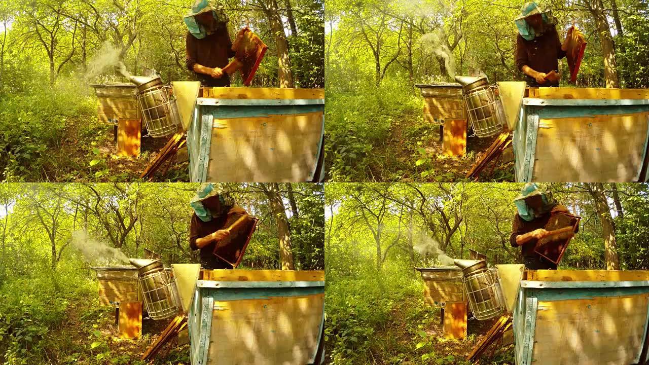 蜂巢后面的摄像机前的蜜蜂吸烟者烟雾将蜜蜂从蜂巢的框架中移除
