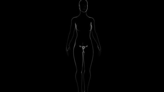 医学概念3D女性生殖系统解剖学