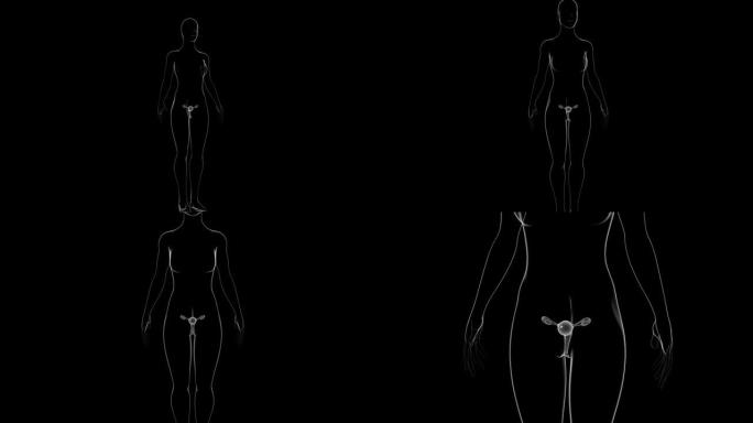医学概念3D女性生殖系统解剖学
