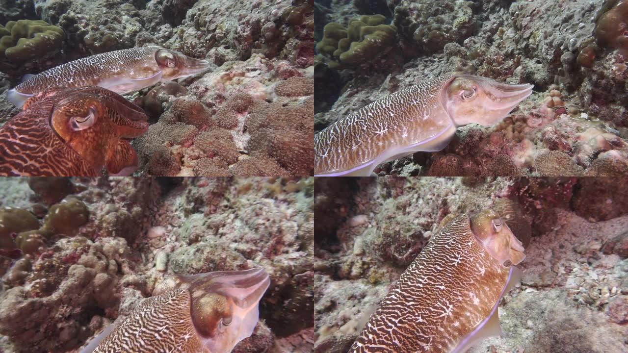 保护珊瑚礁中产卵的雄性乌贼