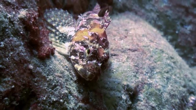 海底岩石中的鱼和海胆。