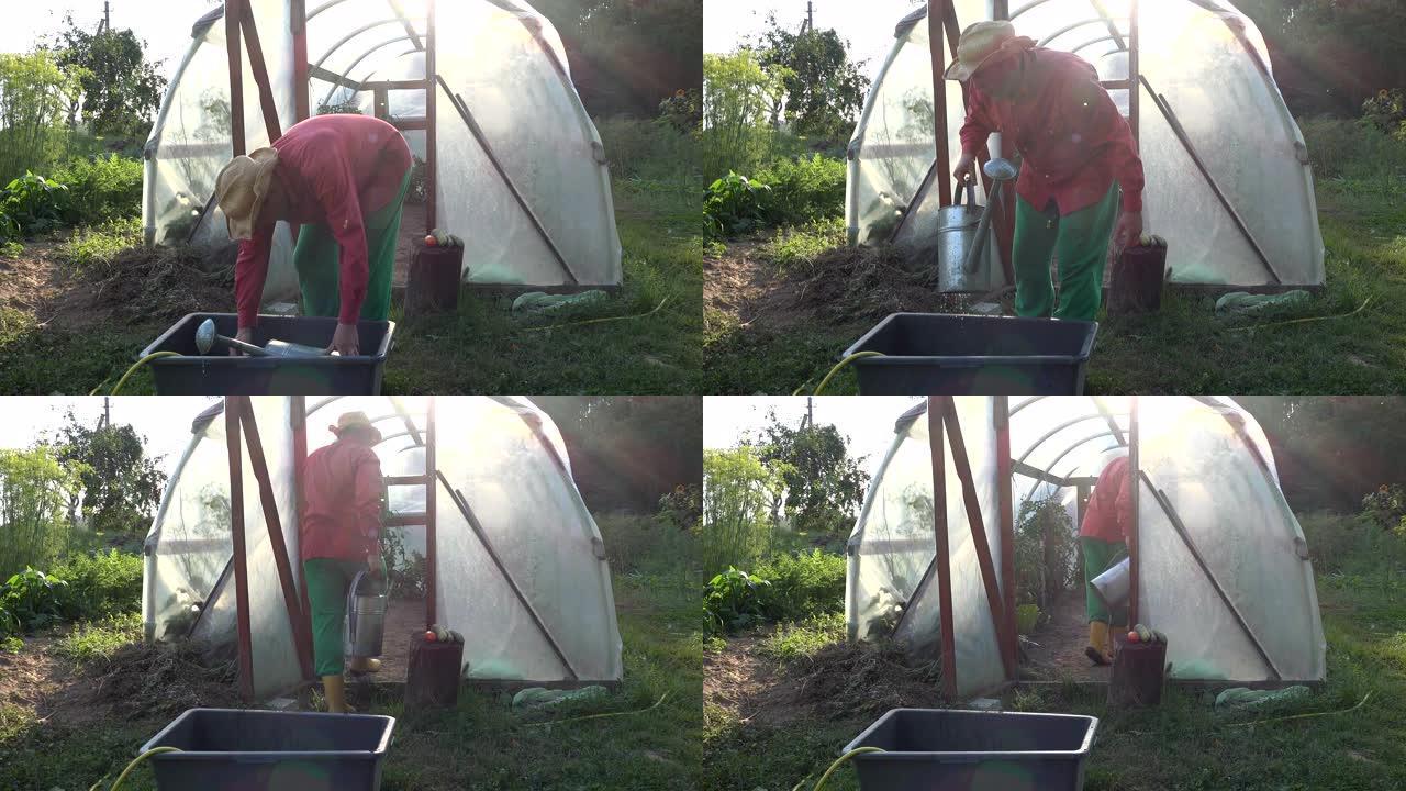 年轻的农民在夏季花园里打水和浇菜。4K