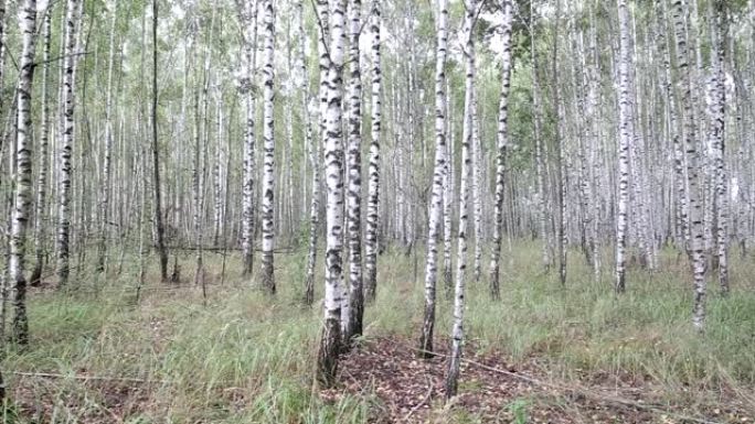 年轻的桦树生长在森林中，背景。俄罗斯伯奇格罗夫