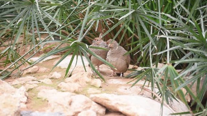 在阿拉伯联合酋长国 (UAE) 的一些灌木丛下的一块岩石上的一对灰色francolins (Fran