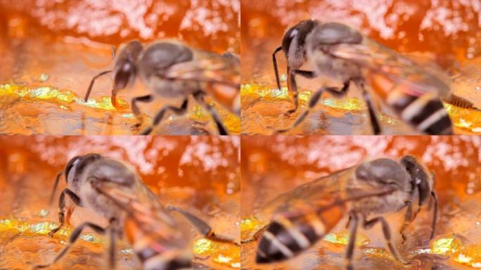 工作蜜蜂的特写在芒果果酱上找到花蜜
