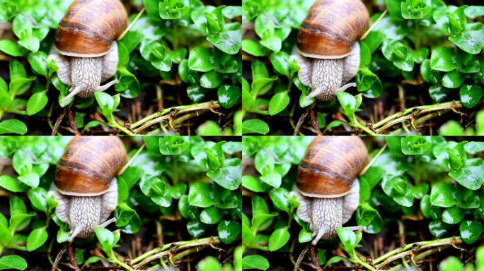 在他的贝壳房子里，普通的花园蜗牛在春天的早晨吃新鲜的湿草