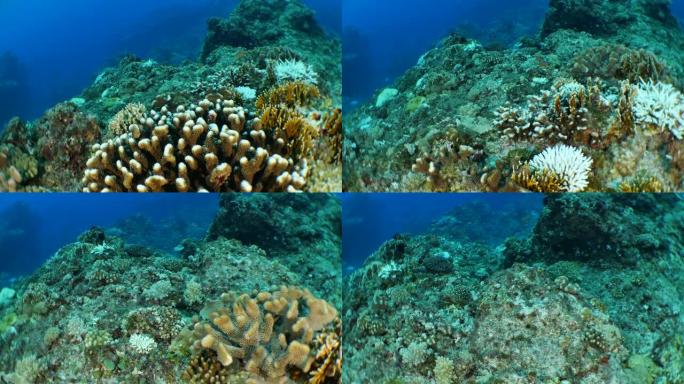 台湾海底美丽的硬珊瑚群落