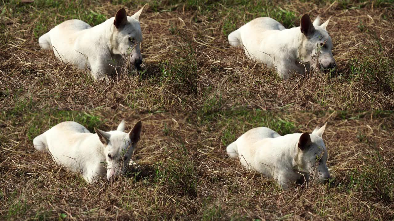 闪亮的日子，亚洲狗在草坪上。