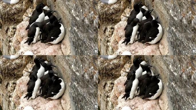4k: 在斯瓦尔巴群岛的悬崖上筑巢的一小群海雀