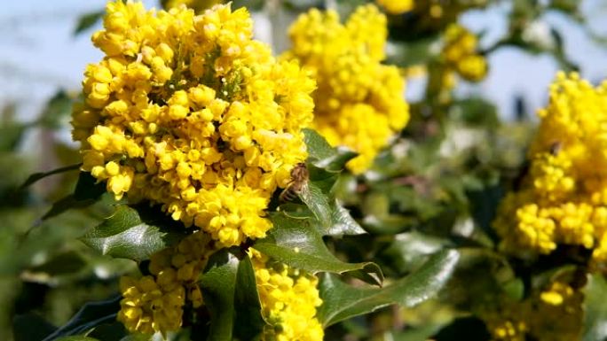 蜜蜂在阳光明媚的日子里给黄色灌木花授粉慢动作