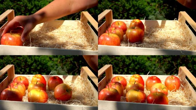 手从木箱里放一个多汁的红苹果
