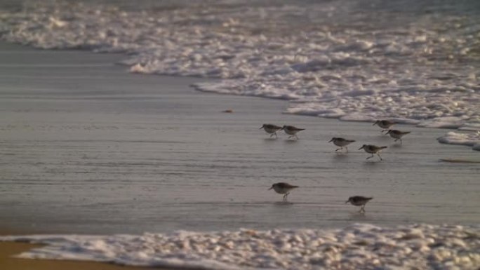 迷你海鸟逃离海滩潮汐的慢镜头