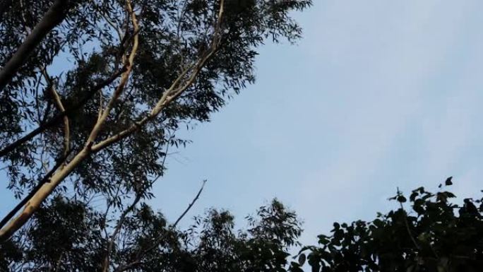 在悉尼Lane Cove的一个公园里的Eucaliptus树，在几乎没有云的蓝天上，在微风中仰望。黄
