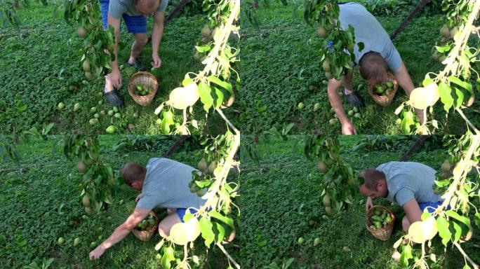 园丁男子在果树下采摘风水梨到柳条篮。4K