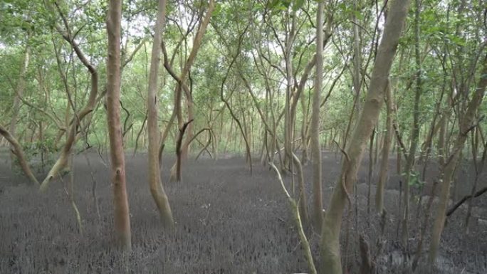表面有树根的红树林的平移视图。