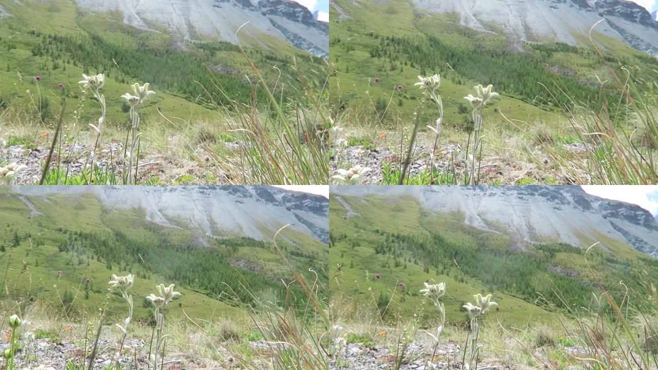 雪绒花在山脉的背景上。风摇摇雪绒花。山地夏季景观，绿色自然景观山脉
