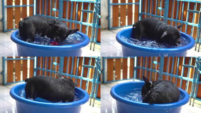 狗在盆里玩水。