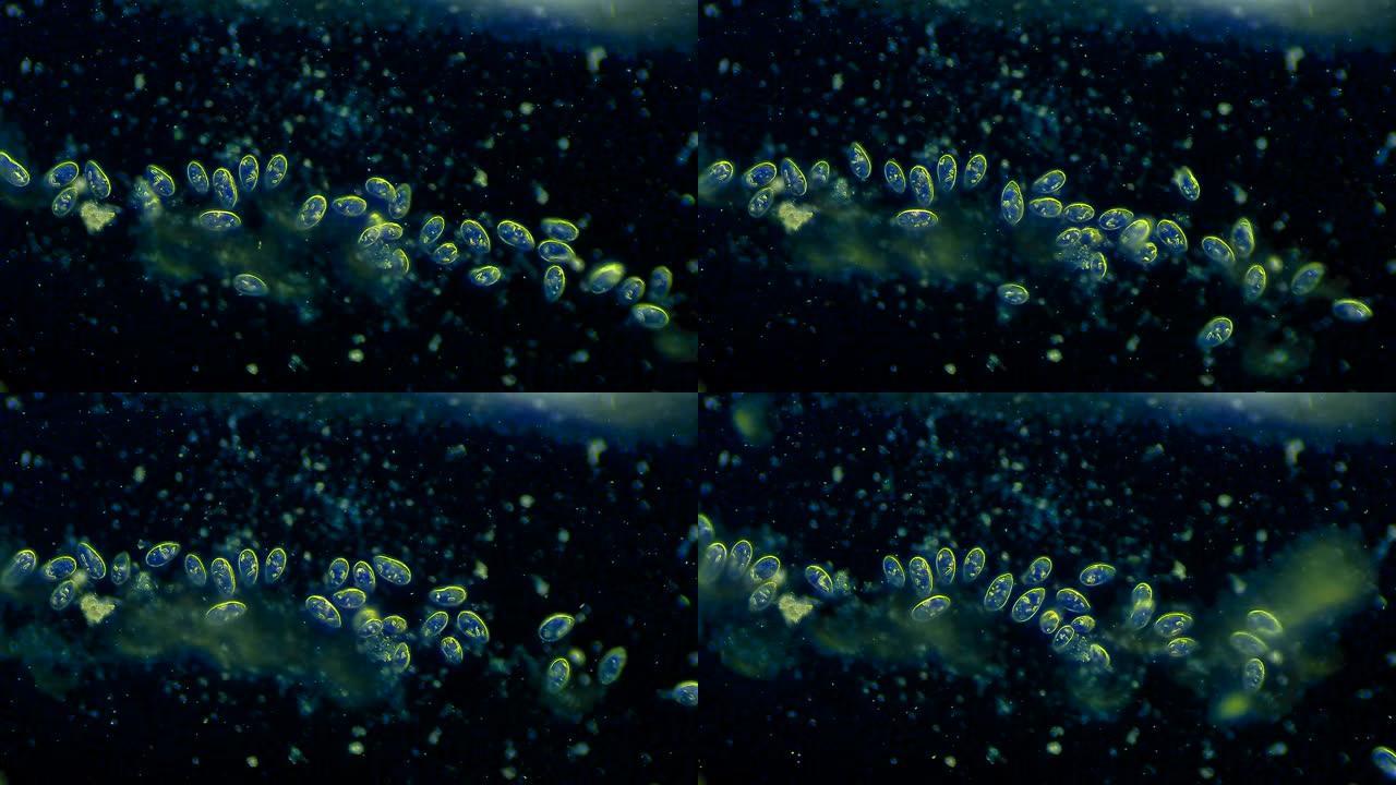 漂浮在水中的纤毛虫微生物的菌落