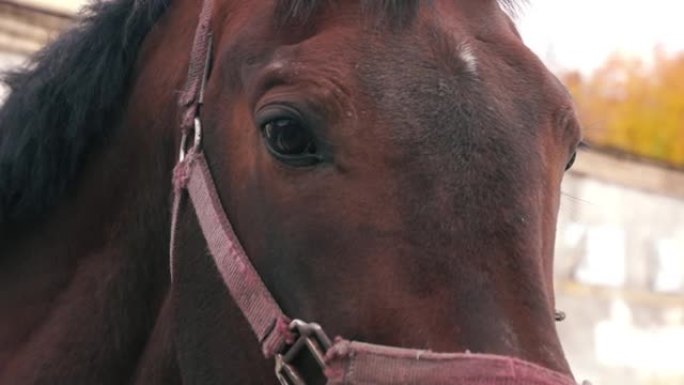 一只纯种棕色赛马脸部的特写眼睛和细节。马会。牧场上的牲畜。选择性聚焦，浅景深