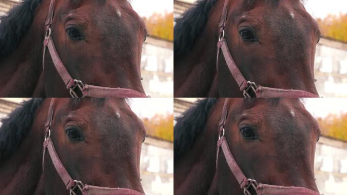 一只纯种棕色赛马脸部的特写眼睛和细节。马会。牧场上的牲畜。选择性聚焦，浅景深