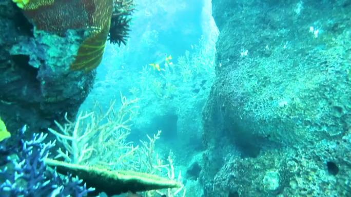 珊瑚礁的水下景观 一群人走在城堡前 在珊瑚礁中游泳的鱼