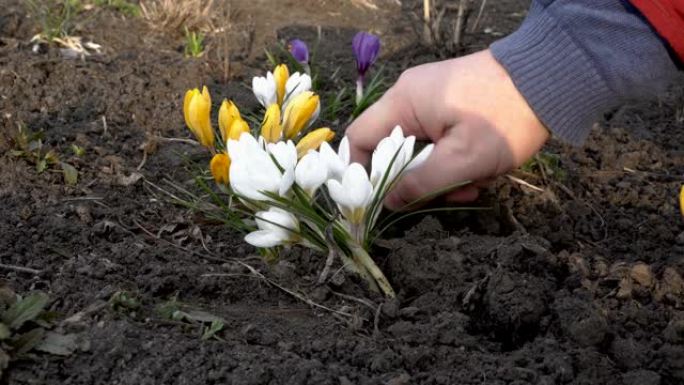 男人在春天的晴天在城市花坛上种花。白色、黄色和紫色番红花。特写。4 k.25 fps。